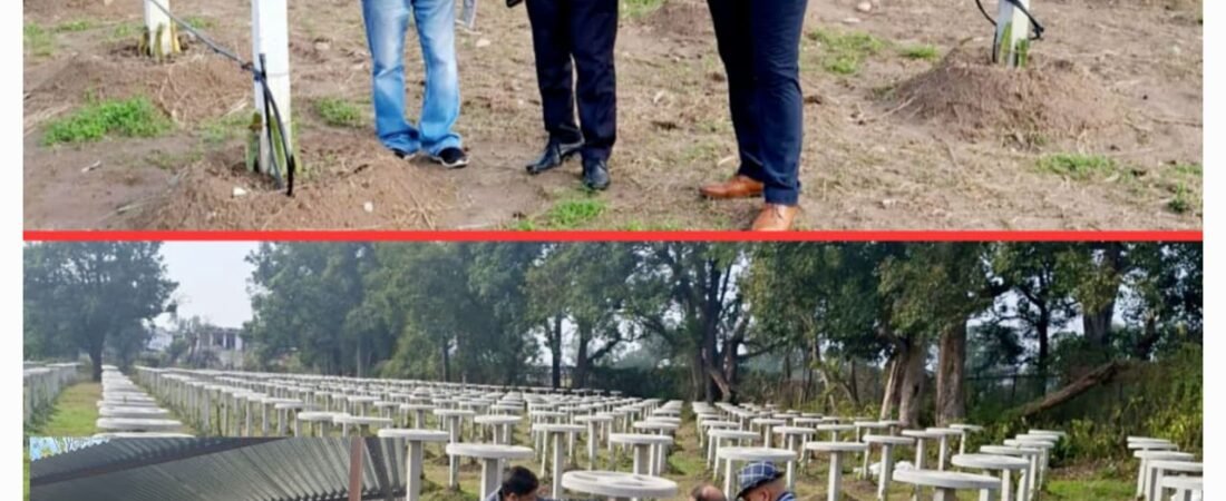 Director Horticulture Gul Sayed Reviews Dragon Fruit Orchards in Marh
