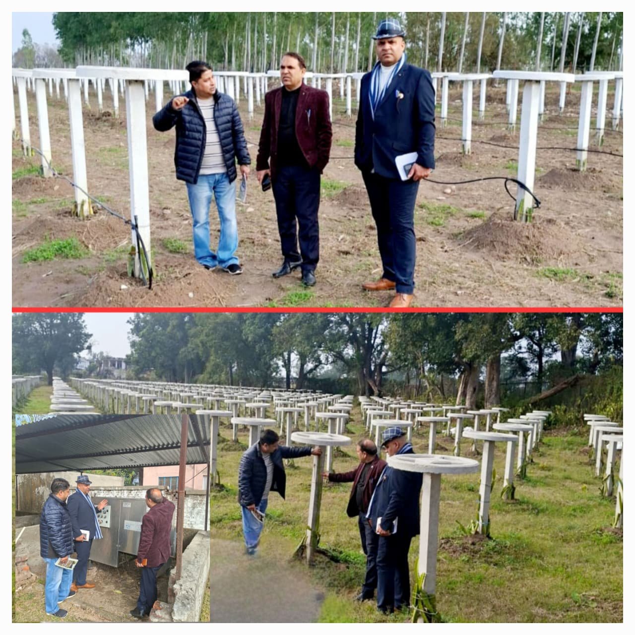 Director Horticulture Gul Sayed Reviews Dragon Fruit Orchards in Marh